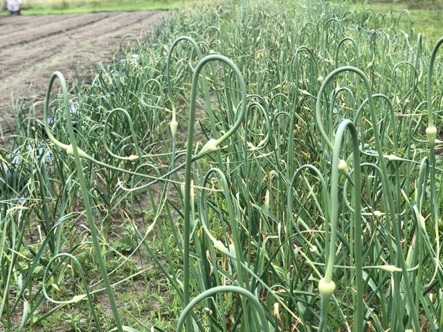 Field of curly garlic scapes growing in rows on a lush green farm, illustrating sustainable agriculture and the beauty of seasonal crop cultivation.